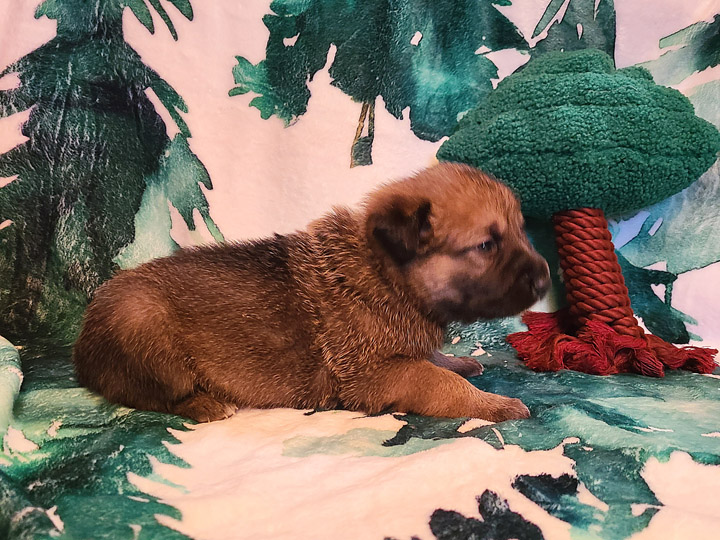 chinook puppy
